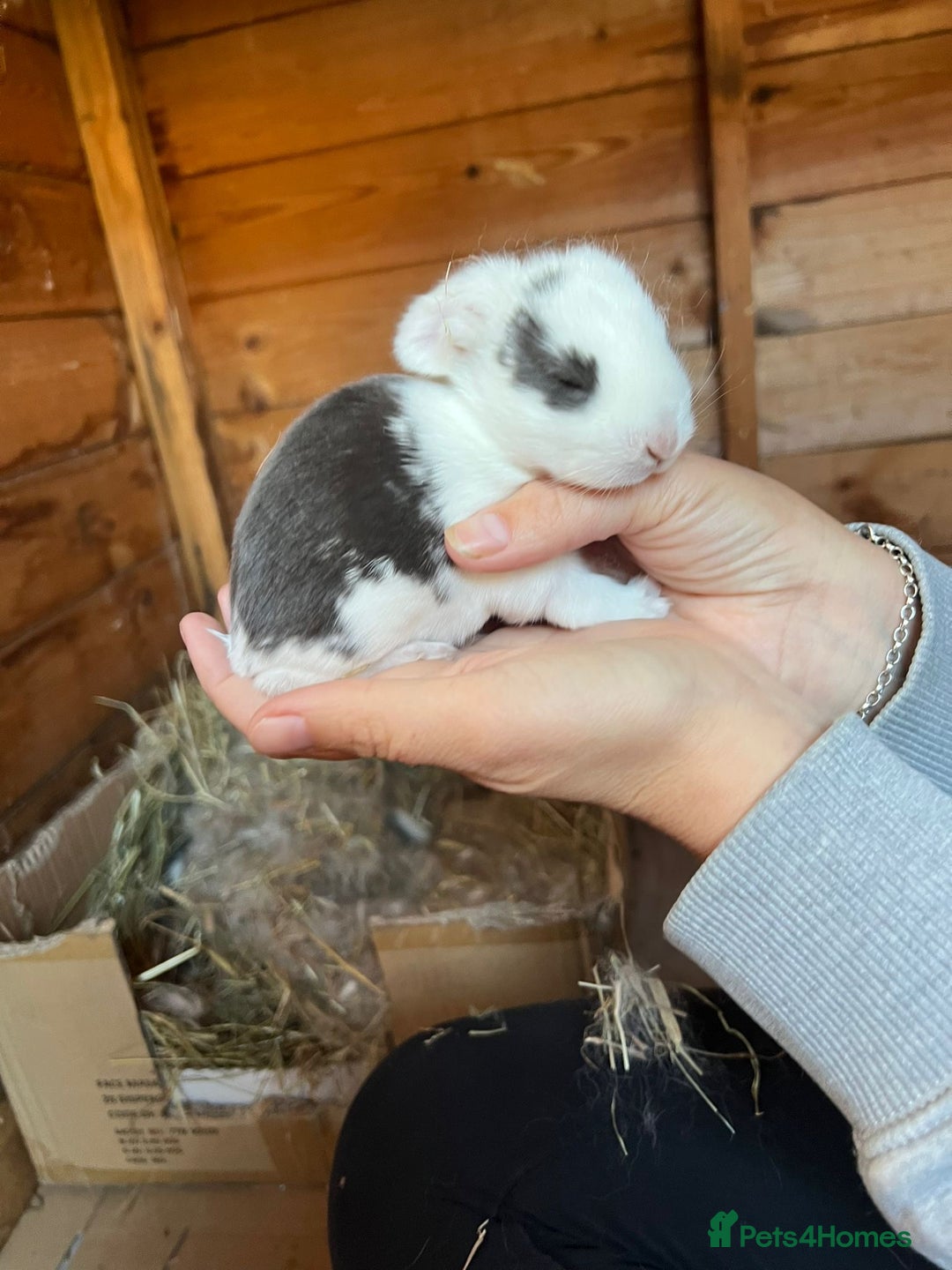 French Lop rabbits for sale: 🩵Stunning litter pure bred blue eye French lops🩵 - Image 24