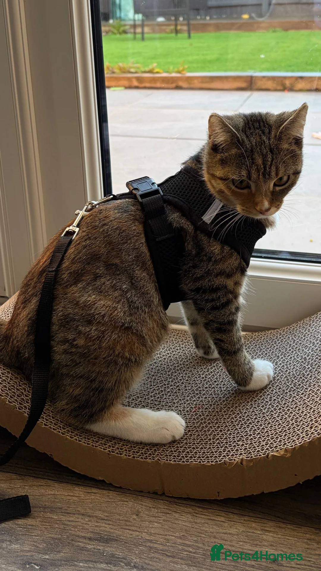 Domestic Shorthair cats for sale: Female Shorthair Kitten in Leicester - Advert 4