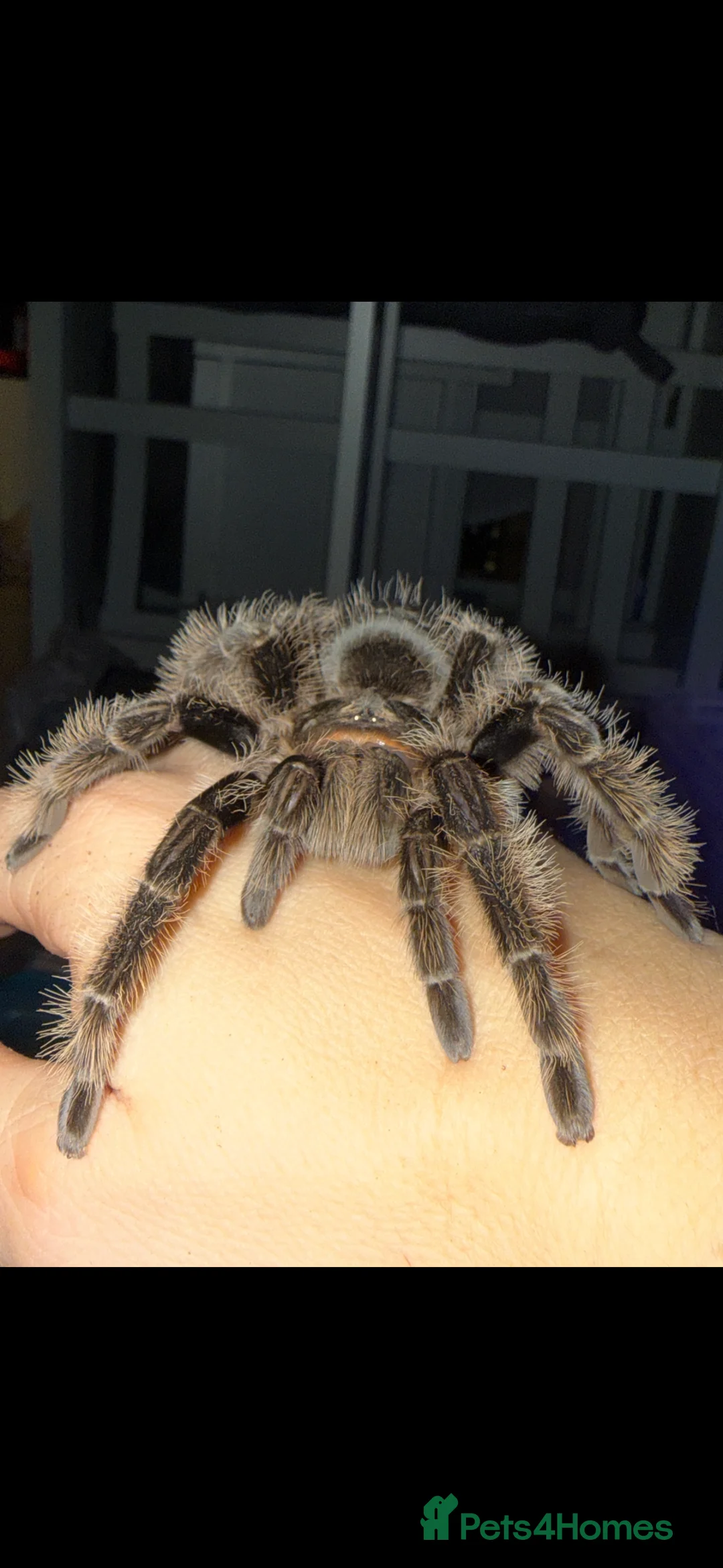 Tarantulas invertebrates for sale: Tarantulas wanted - Advert 6