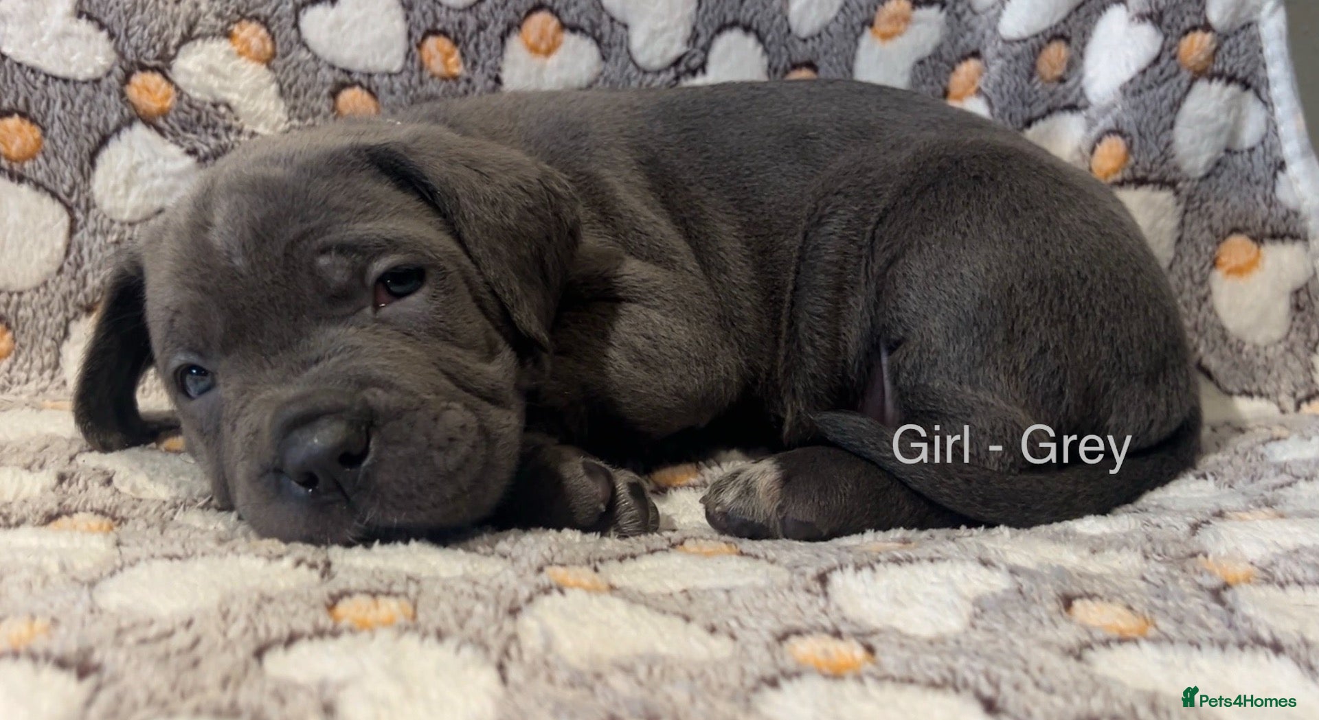 Cane Corso dogs Beautiful Blue Cane Corso Puppies  - Advert 4