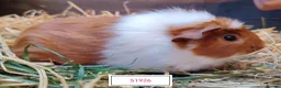 Guinea Pig rodents for sale: Stunning Baby Guine Pigs (sows and boars)  - Advert 8