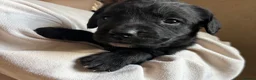 Springador dogs for sale: Beautiful Black Springador puppies for sale. in Okehampton - Advert 6