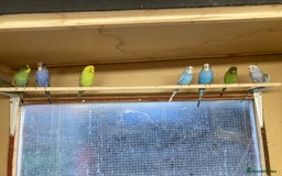 Budgerigars birds for sale: 2025 budgies - Image 9