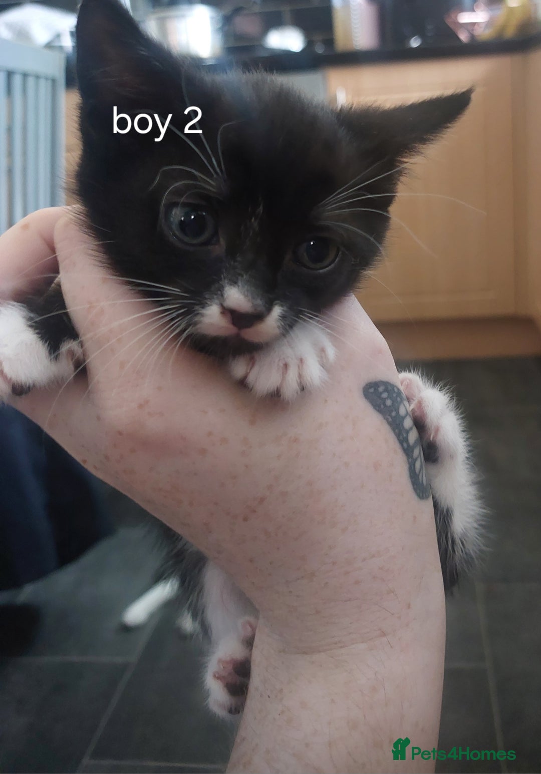 Mixed Breed cats for sale: Two black and white boys  - Image 6