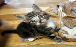 Mixed Breed cats for sale: 6 Of the cutest kittens ever !  - Image 23