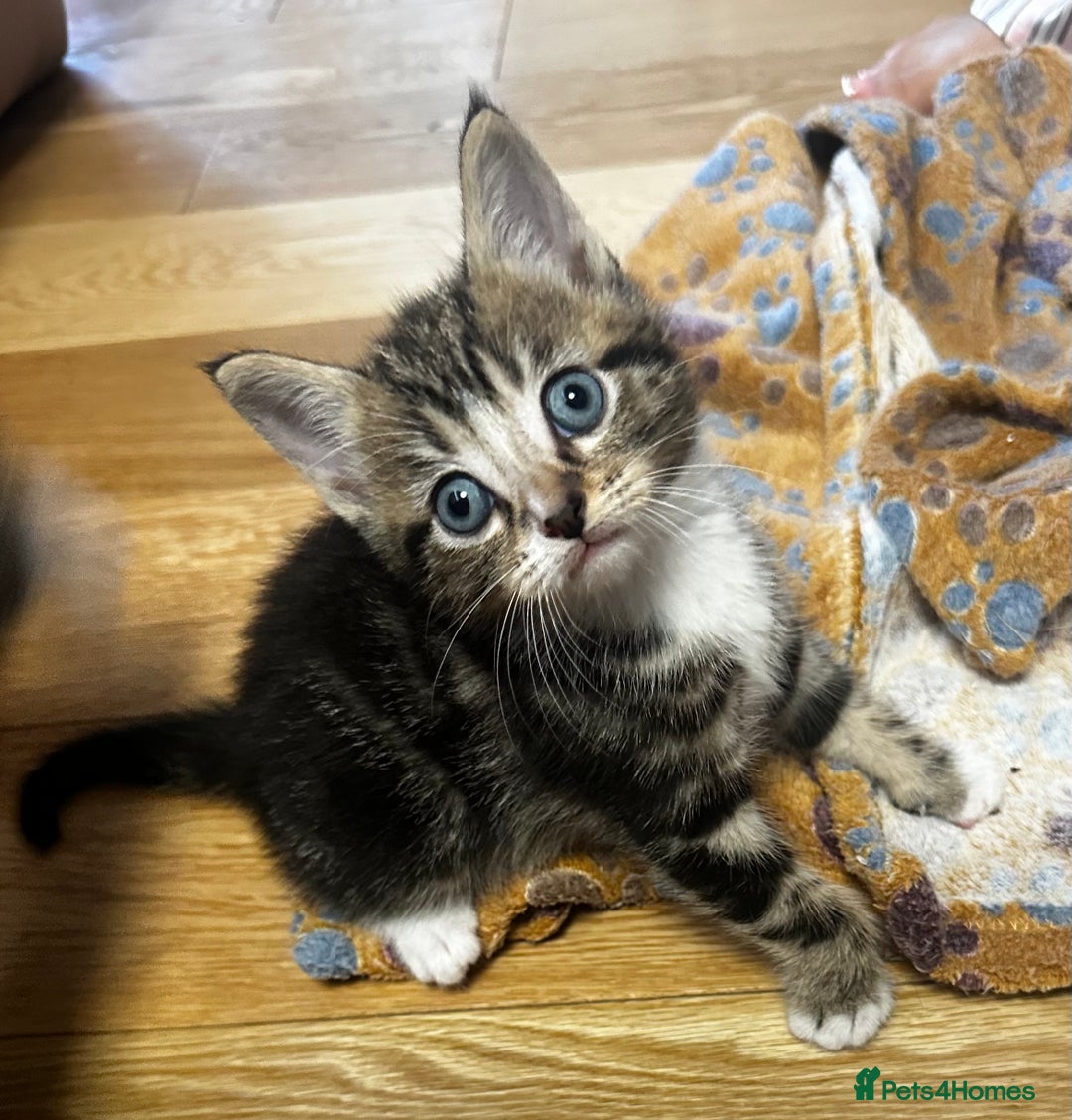 Mixed Breed cats for sale: 6 Of the cutest kittens ever !  - Image 23