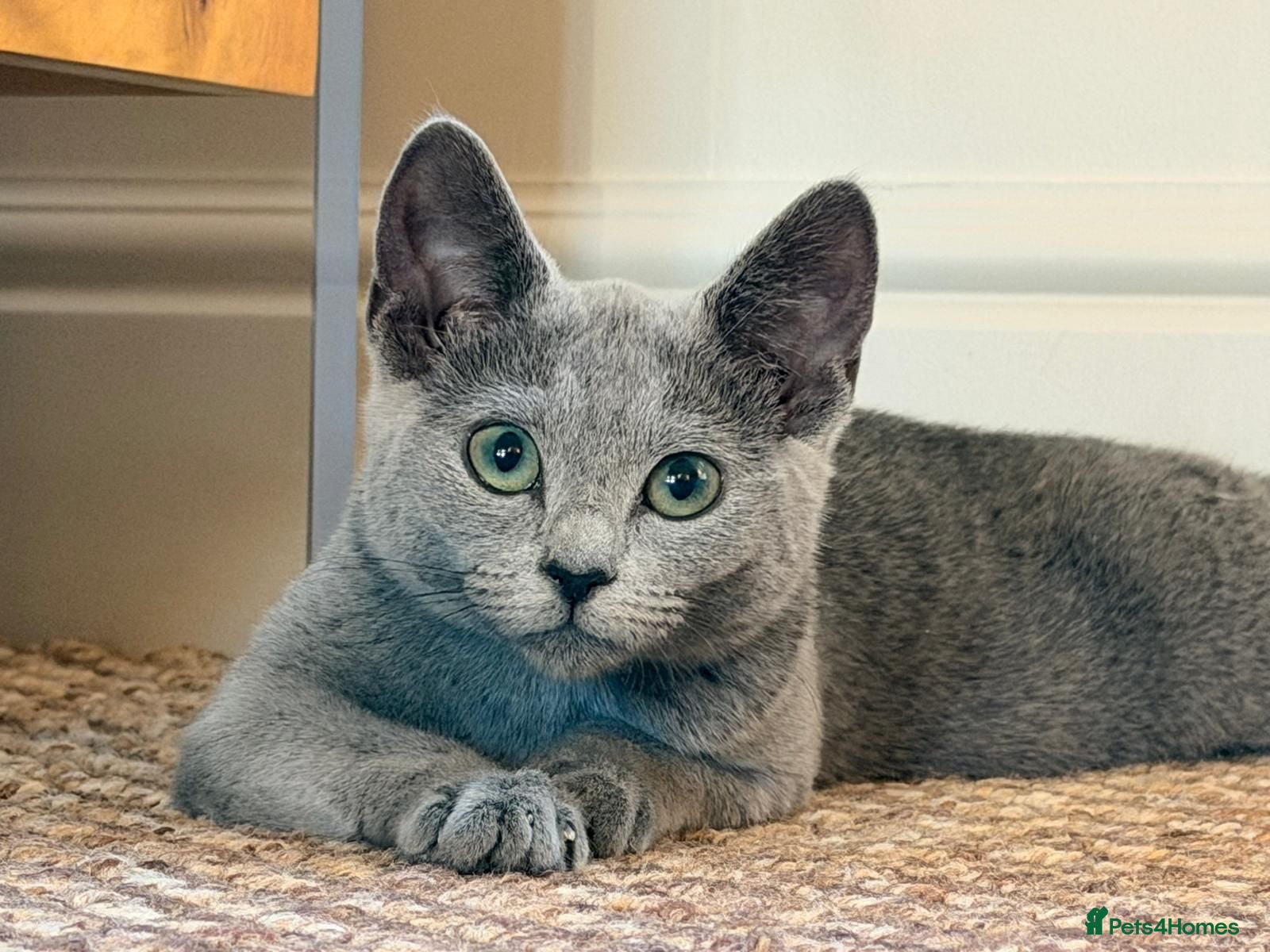 Russian Blue cats TICA registered Kitten looking for a special home - Advert 7