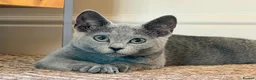 Russian Blue cats for sale: TICA registered Kitten looking for a special home in Sleaford - Advert 1
