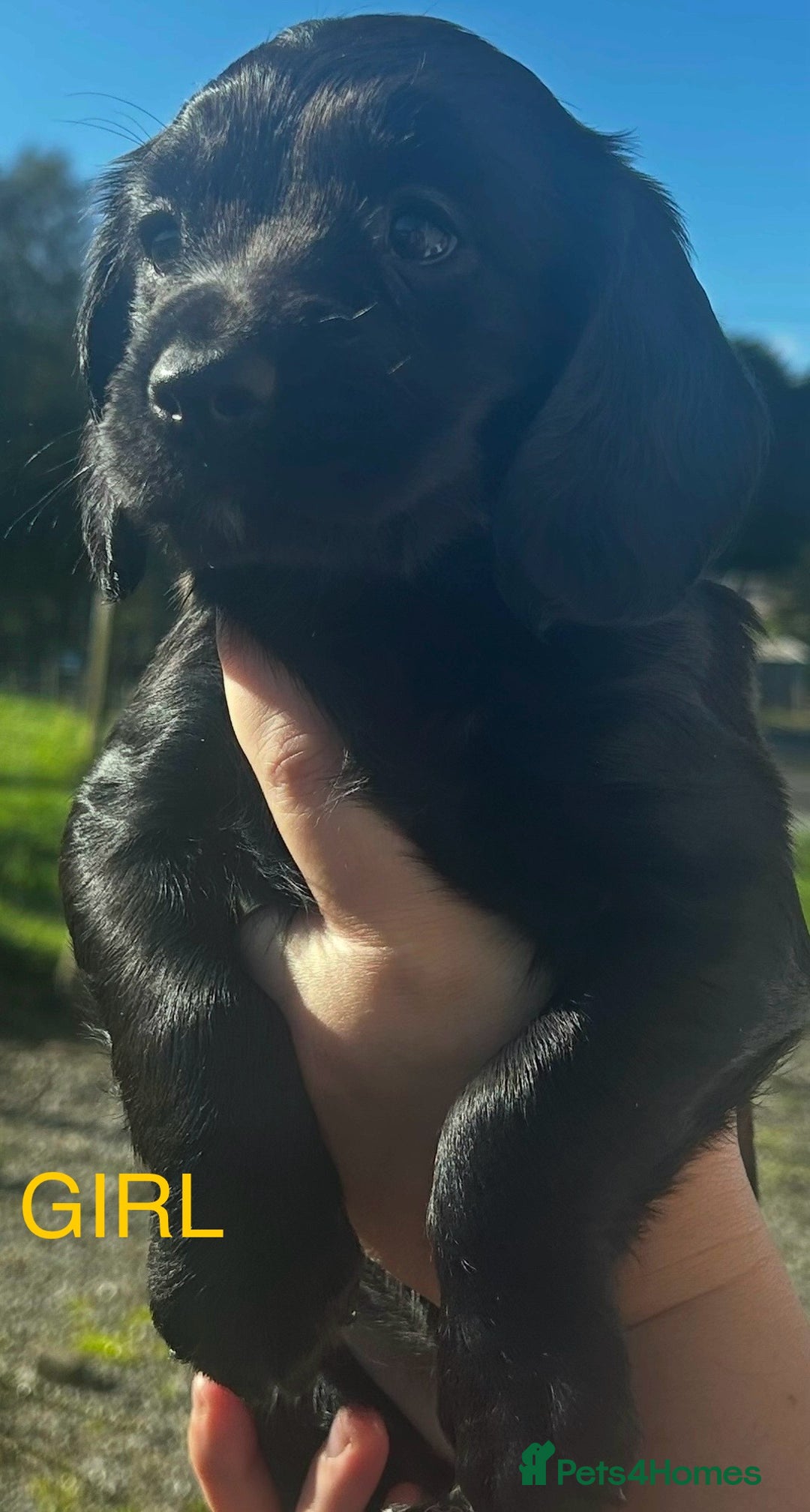 Cocker Spaniel dogs for sale: KC registered working cocker spaniels  - Image 3