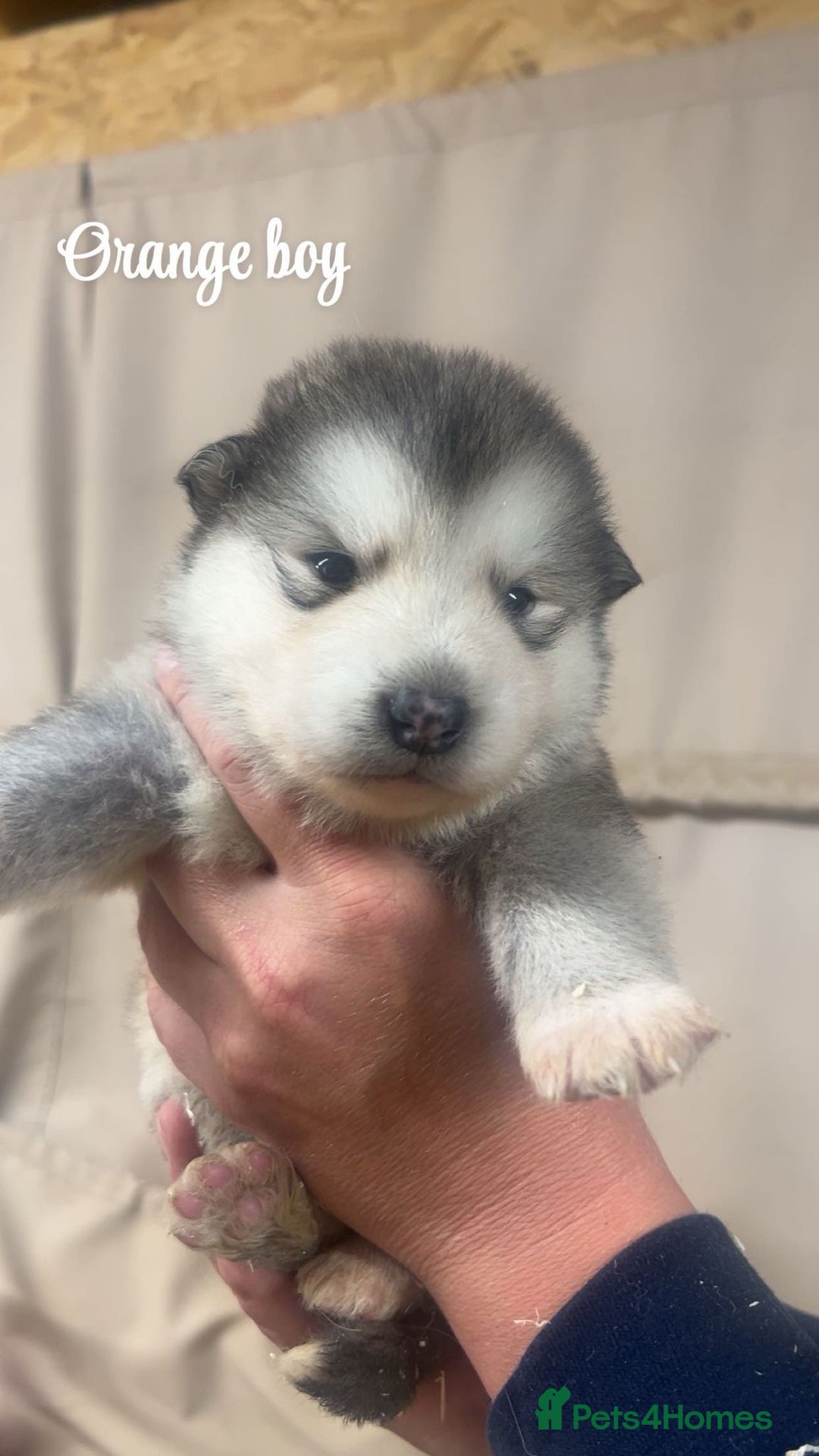 Alaskan Malamute dogs for sale: Pure breed Alaskan malamute puppies - Image 4