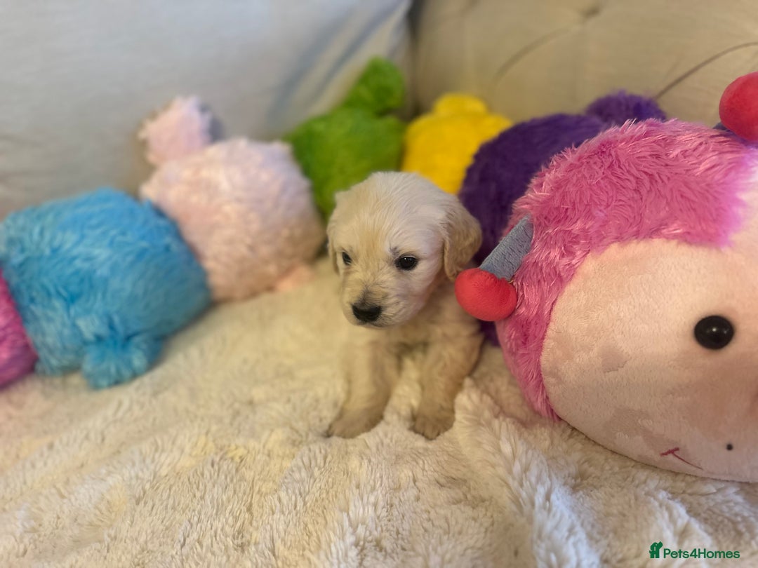 Golden Retriever dogs for sale: Outstanding Champion Lines KC Registered - Advert 14