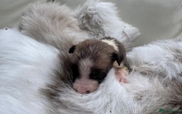 Mixed Breed dogs for sale: 🐾 Beautiful Whippet x Collie Puppies! 🐾 - Image 12