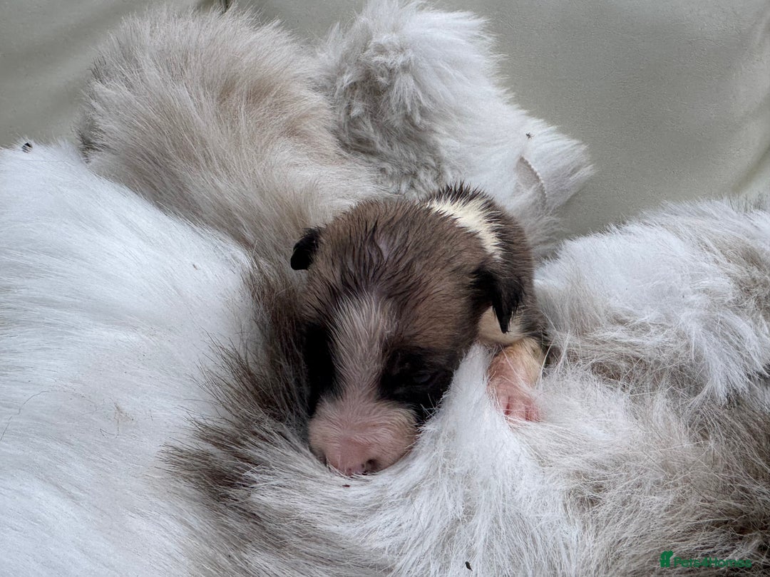 Mixed Breed dogs for sale: 🐾 Beautiful Whippet x Collie Puppies! 🐾 - Image 12