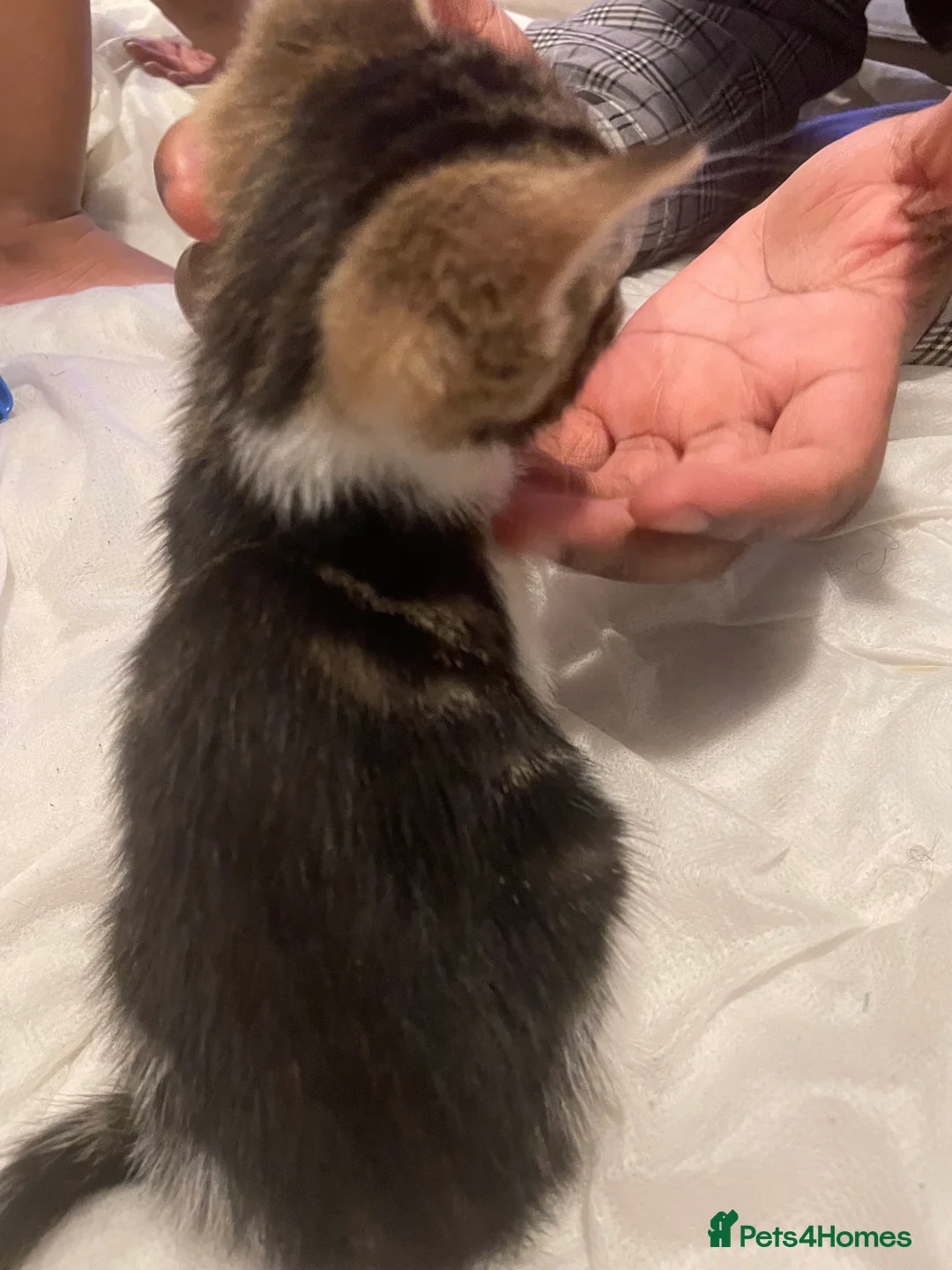 Mixed Breed cats for sale: Stunning Mix Thai “Khao manee” kittens  - Advert 32