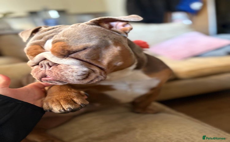 English Bulldog dogs - Advert 1