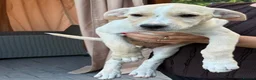Mixed Breed dogs for adoption: AZALEA– The Little Lap Dog Who May Not Stay Little - Advert 6