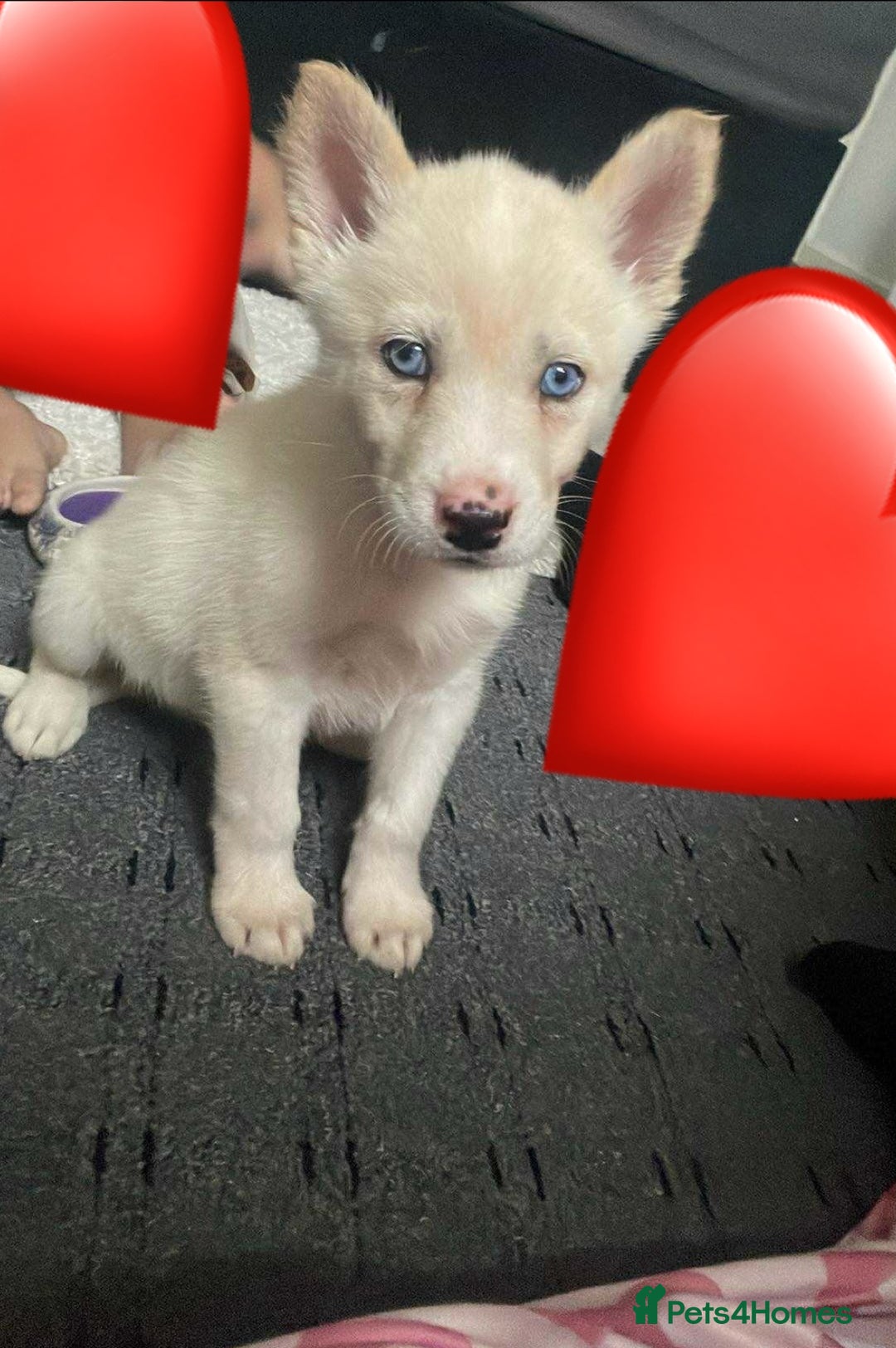 Siberian Husky dogs for sale: Puppy for sale bradford - Image 7