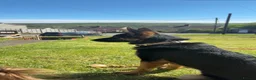 German Shepherd dogs for sale: German shepherd  - Advert 4