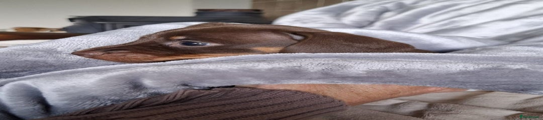 Miniature Dachshund Puppy 2