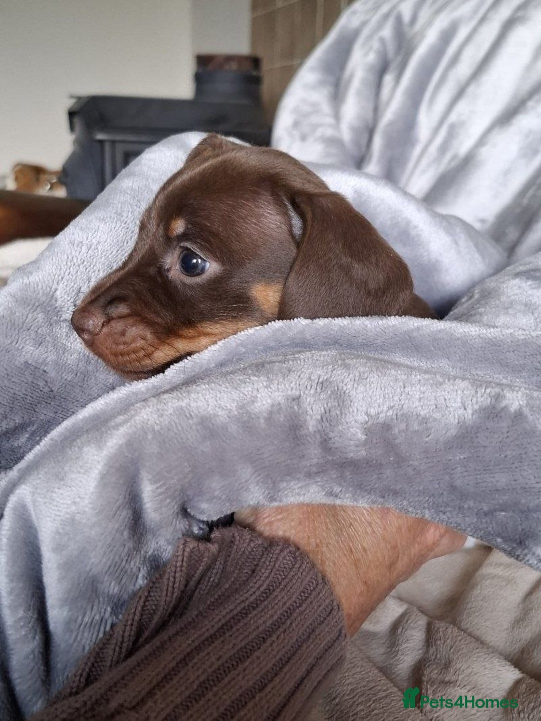 Miniature Dachshund dogs for sale: miniature dachshund puppies for sale. - Image 4