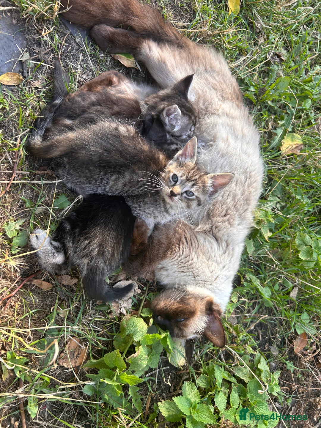 Ragdoll cats for sale: Ragdoll cross kittens (two available) - Image 5