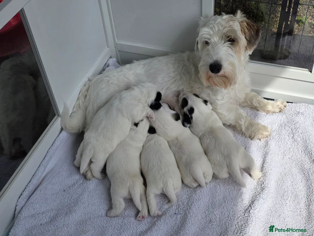 Sealyham Terrier dogs for sale: Sealyham Terrier puppies in Preston - Advert 13