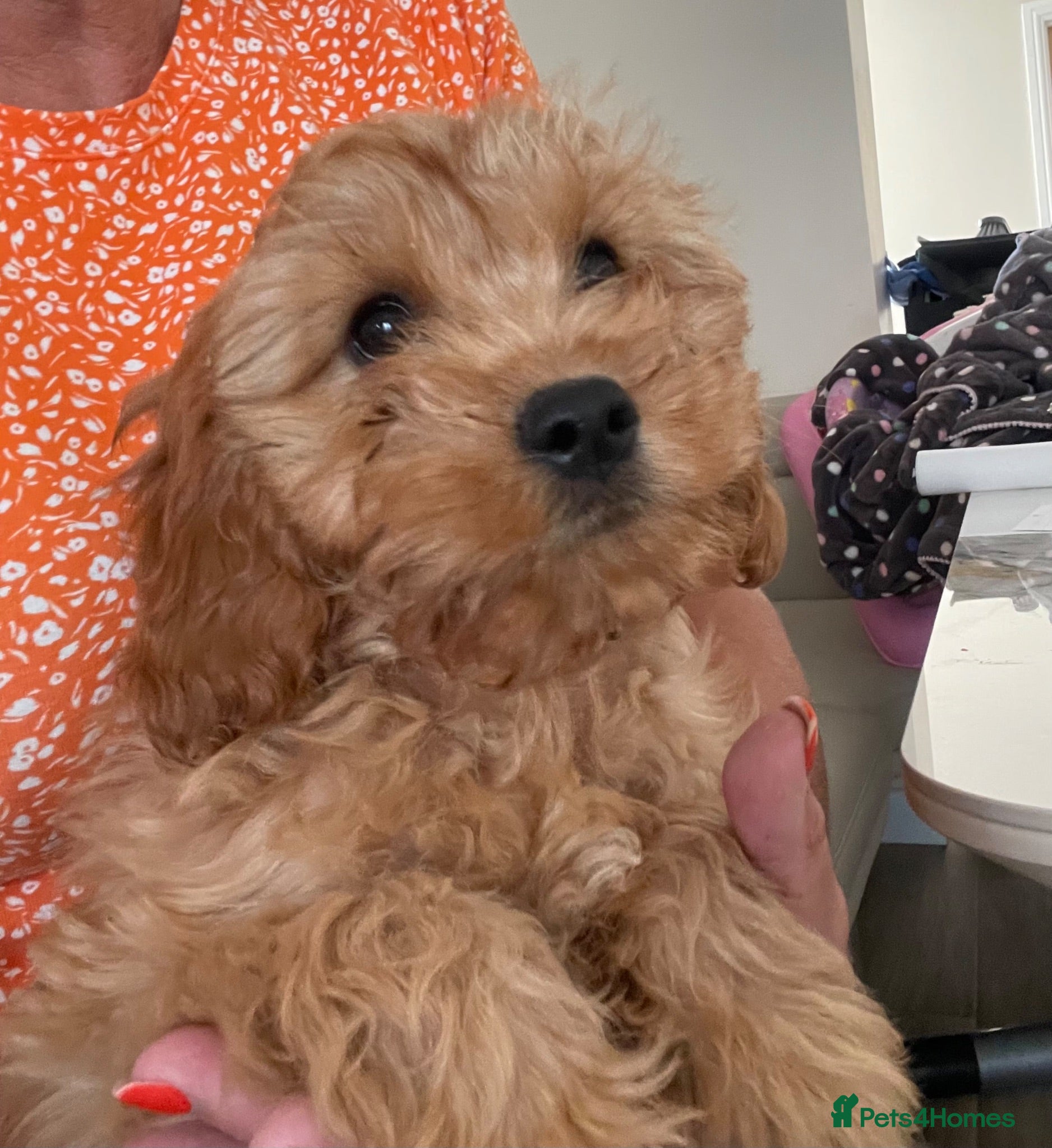Cavapoo dogs ADORABLE CAVAPOO PUPPIES  - Advert 16