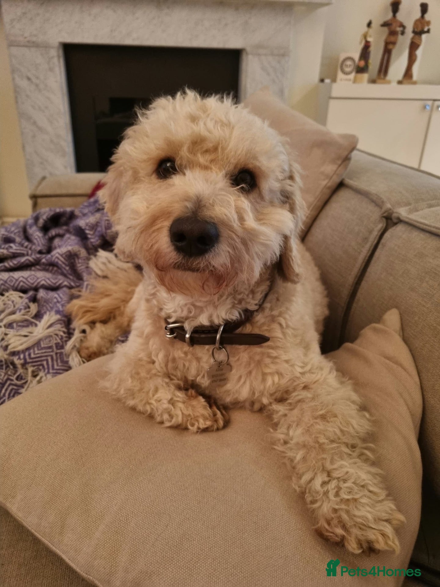 Cavapoo dogs Cavapoo available for adoption. - Advert 1