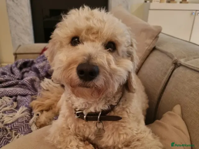 Cavapoo dogs for sale: Cavapoo available for adoption. - Advert 1