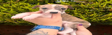 Puppy 7 Chip