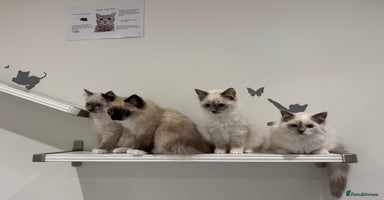 Ragdoll cats - Advert 16