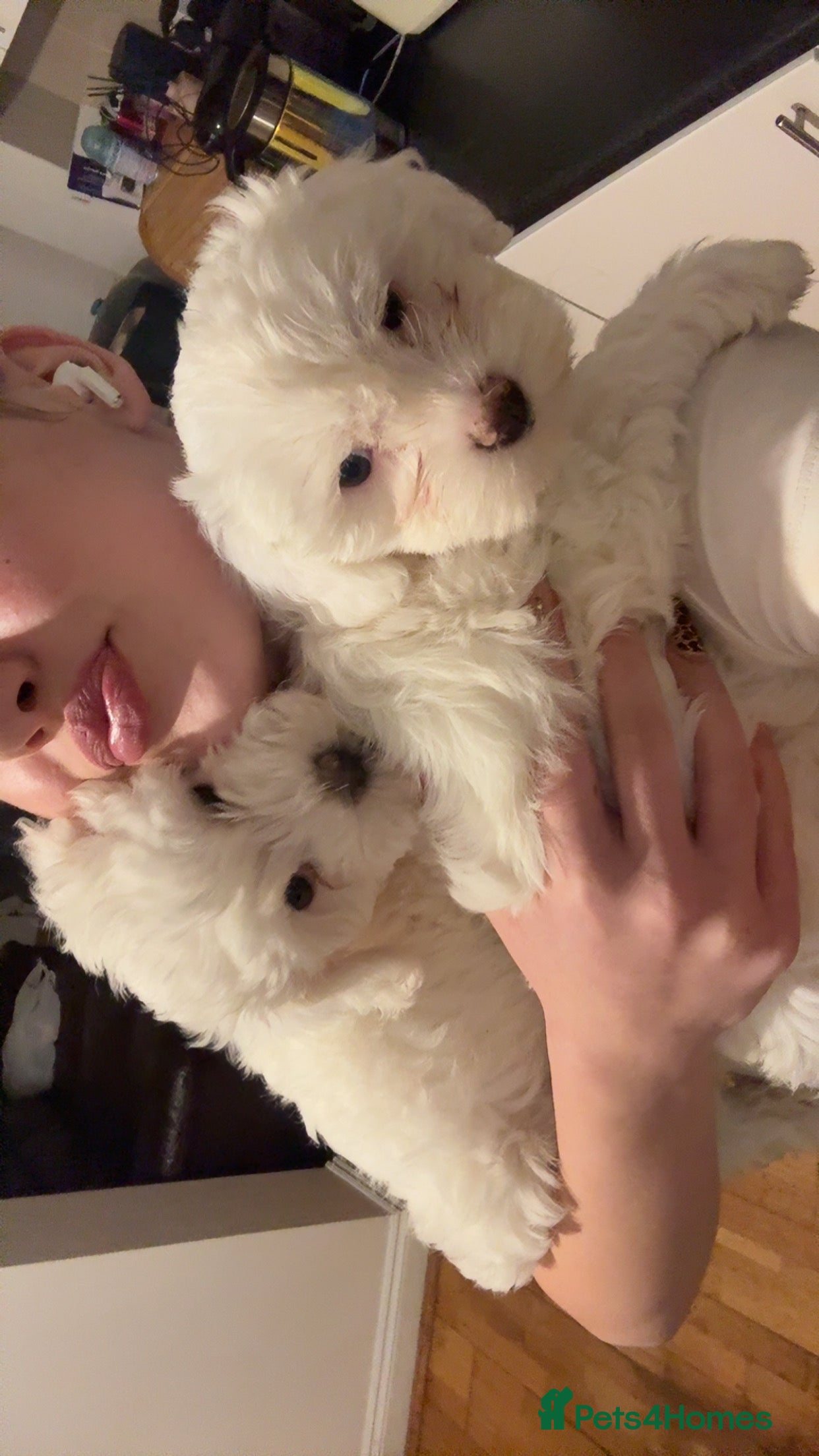Bichon Frise dogs  bichon puppies for sale  - Advert 11