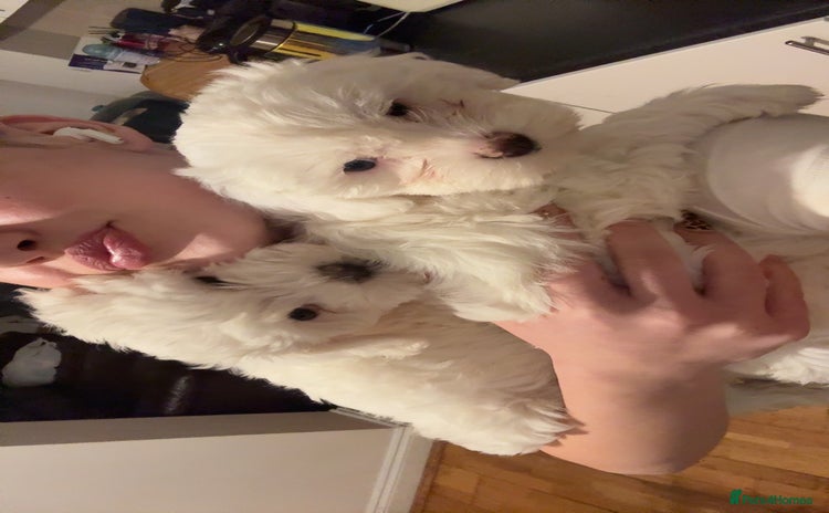 Bichon Frise dogs - Advert 4