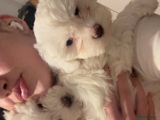 Bichon Frise dogs - Advert 3