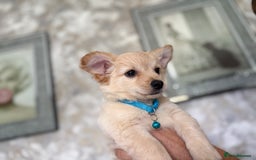 Chihuahua dogs for sale: Chihuahua x Italian volpino (5 puppies left ) 🏆 - Image 7