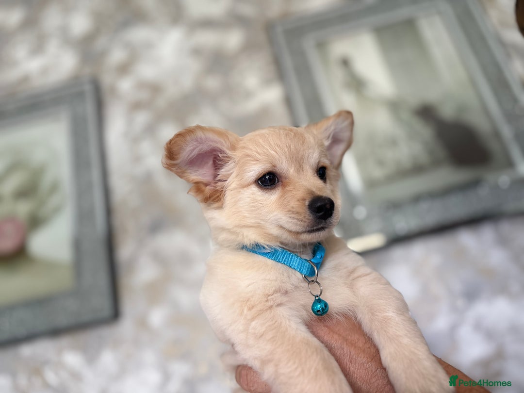 Chihuahua dogs for sale: Chihuahua x Italian volpino (5 puppies left ) 🏆 - Image 7