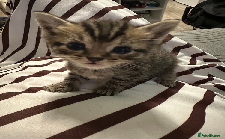 Domestic Shorthair cats - Advert 1