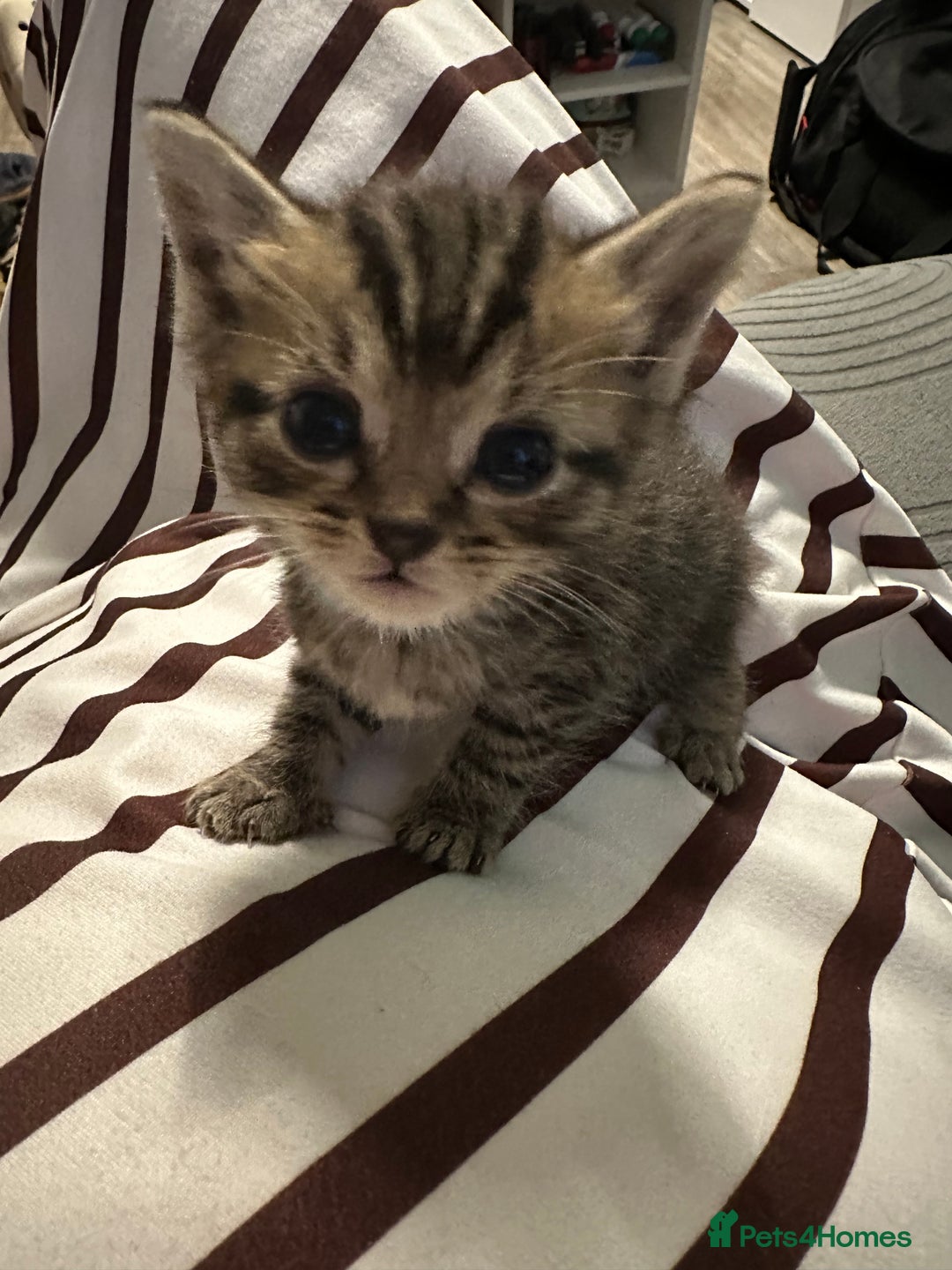 Domestic Shorthair cats for sale: X2 litters - Image 1