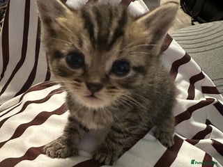 Domestic Shorthair cats - Advert 21