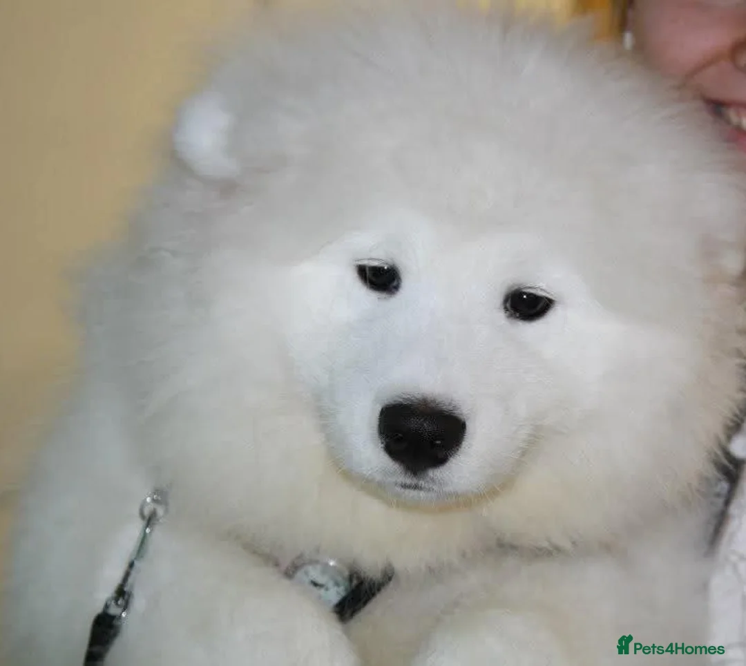 Samoyed dogs for stud: Top Quality KC Proven stud with Champion lineage  - Advert 31