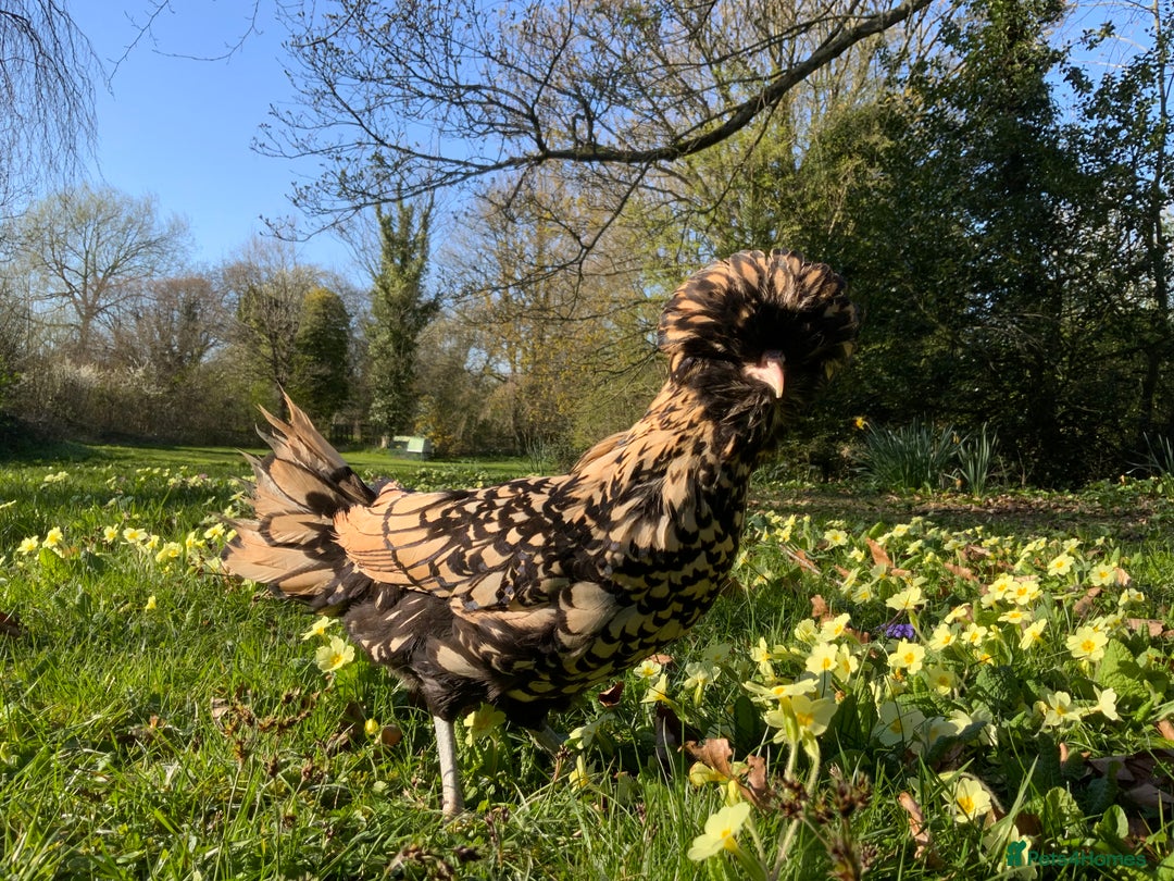 Chickens poultry for sale: Silkie, Pekin, Polish, Brahma, Faverolle Hens  - Advert 6