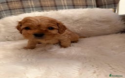 Cavapoo dogs for sale:  Cavapoo F1 Red Boys , Visits start this weekend  - Image 3