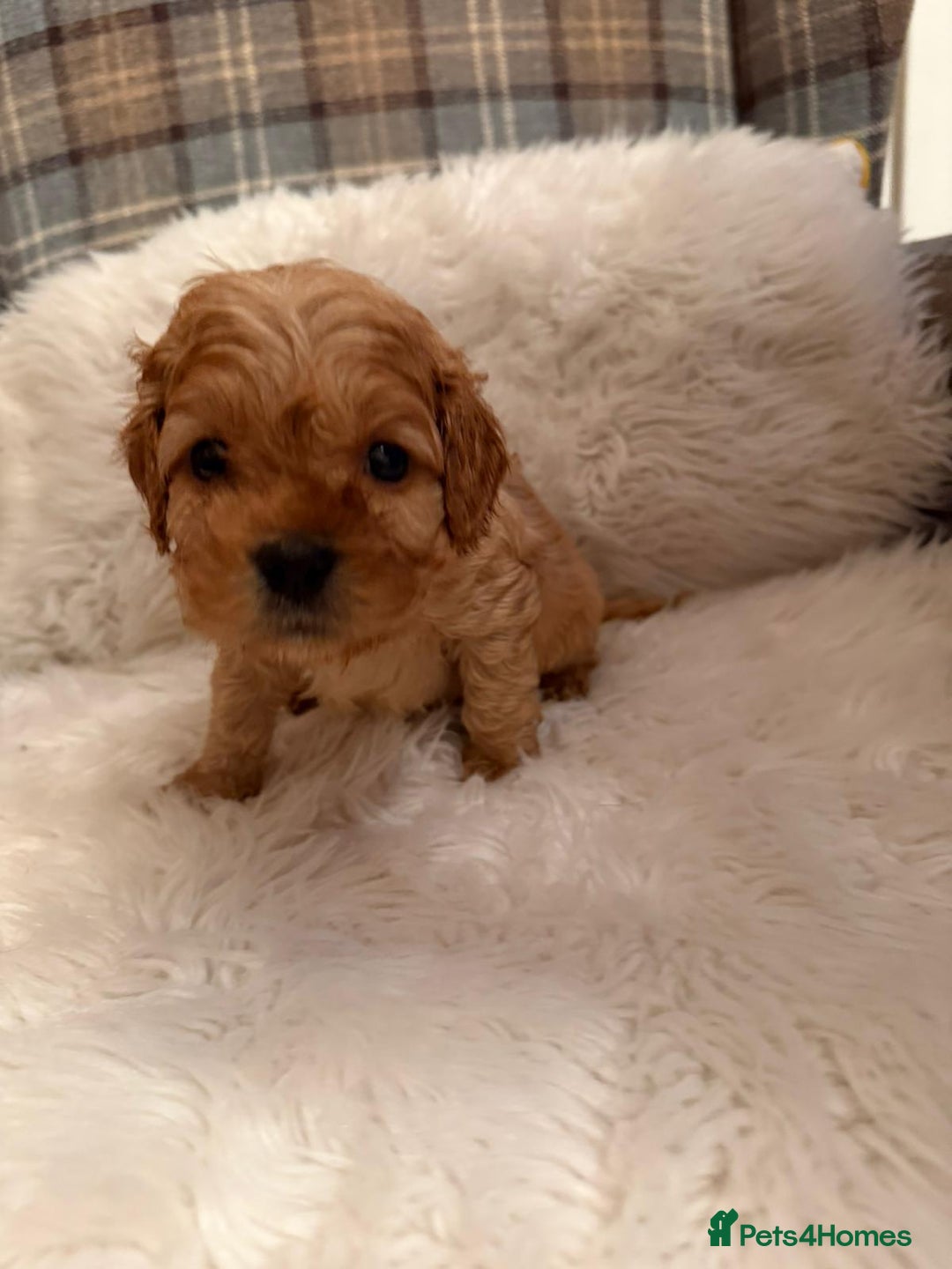 Cavapoo dogs for sale:  Cavapoo F1 Red Boys , Visits start this weekend  - Image 3