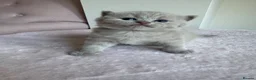 British Shorthair cats for sale: 3 beautiful Female BSH lilac and blues available  in Dartford - Advert 23
