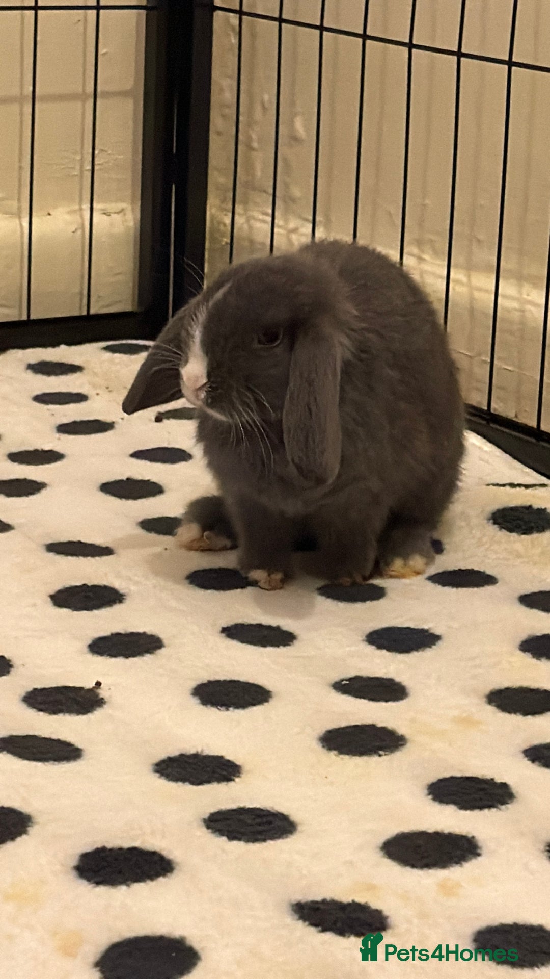Mini Lop rabbits for sale: Male and female bonded rabbits  - Advert 4