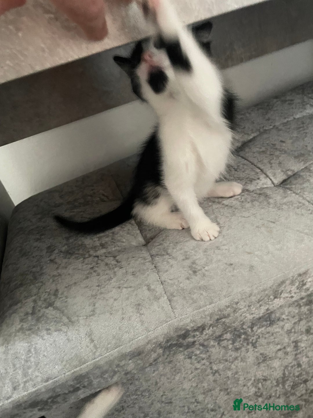 Mixed Breed cats for sale: 3 females - Image 5
