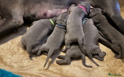 Great Dane dogs for stud: Great Dane for stud in Chesterfield - Image 10