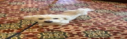 Bichon Frise dogs for sale: 2 year old male neutered bichon frise in Wrexham - Advert 8