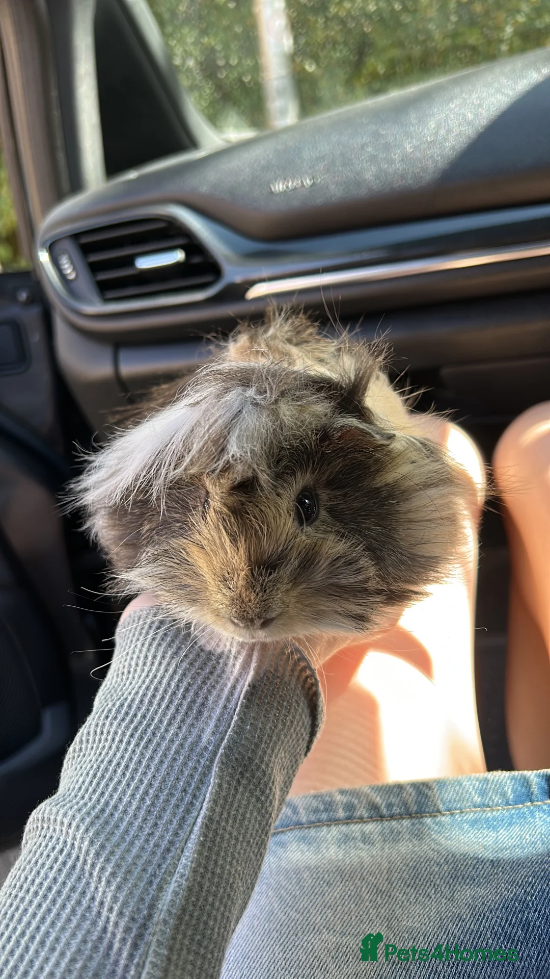 Guinea Pig rodents for sale: gorgeous Von neutered boy piggy - Advert 2