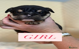 English Bulldog dogs for sale: English Bulldog - Image 6